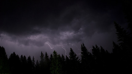 Night landscape: silhouette of a pine forest in which profile is lit by lightning during a summer...