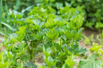 Celery growing in garden
