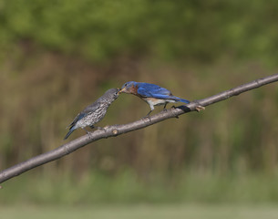 Eastern Bluebird Male Feeding Young