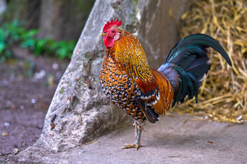 Roster. Colourful roster in nature farm