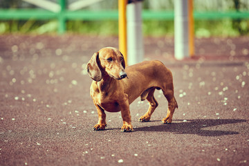 Dachshund dog in outdoor.