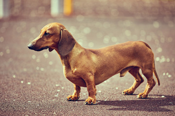 Dachshund dog in outdoor.