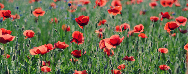 Fototapeta na wymiar Red poppy flowers blooming in the green grass field, floral natural spring background, can be used as image for remembrance and reconciliation day