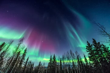 Foto op Plexiglas Noorderlicht Paars en groen aurora / noorderlicht boven boomgrens