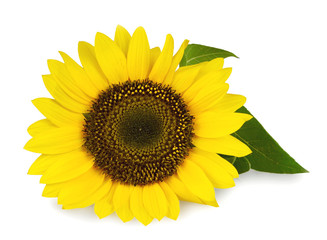 Obraz premium Close up of sunflower isolated on white background