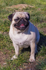 Obraz premium pug dog in a summer park.