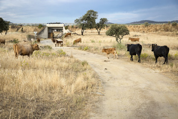 herd of brown cows grazing in the countryside on a summer day
