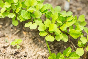 Radish sprouting in garden