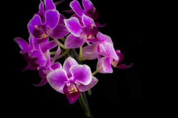 Fototapeta na wymiar Orchid Cluster