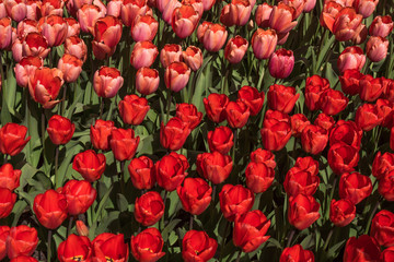 Red tulips. Amazing red tulip flower. Spring scene of tulip field