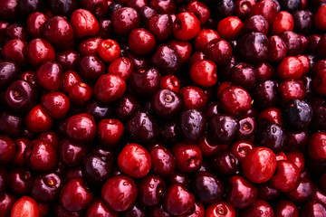 Cherries background. Sweet red cherries