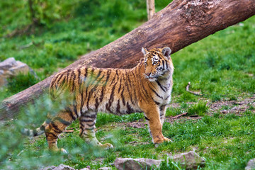 Tiger in forest. Tiger in the nature