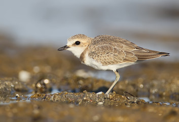 Kentish plover on the shore close up