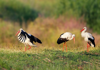 Three wite stork together