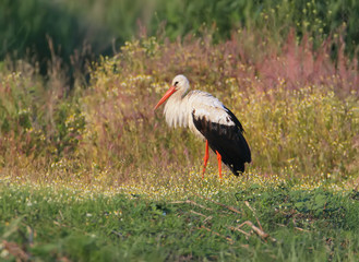 One white stork on the field. Nice blurry background