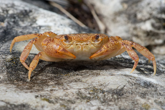 Freshwater Crab (Potamon potamios)/Potamon Potamios Freshwater Crab in stony riverbed