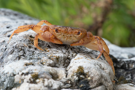 Freshwater Crab (Potamon potamios)/Potamon Potamios Freshwater Crab in stony riverbed