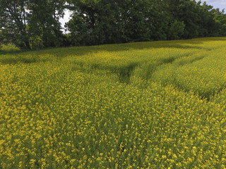 Obraz premium Field of flowering rape. Rape, a syderatic plant with yellow flowers. Field with siderates.