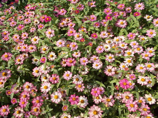 Obraz premium flower