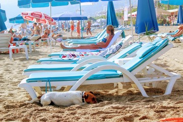 The dog hides in the shade of a lounger on a Turkish beach.