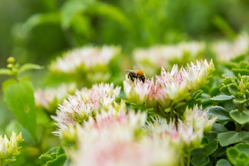 Bee sitting on flower