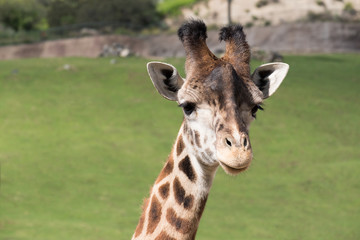 Giraffe Portrait