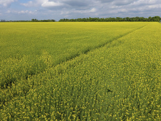 Fototapeta premium Field of flowering rape. Rape, a syderatic plant with yellow flowers. Field with siderates.