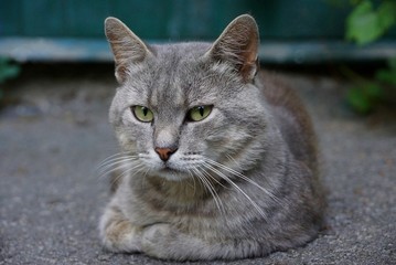 серый кот смотрит ,лёжа на асфальте во дворе