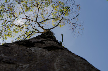 rumo ao céu