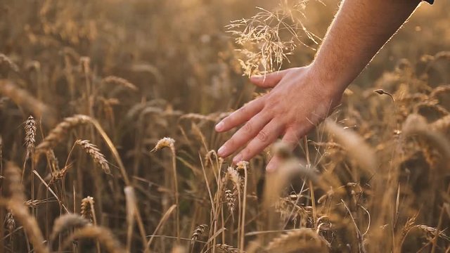Man Walking and Touching Wheat Spikes at Sunset