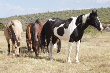 Horses on a ranch in Arizona majestic animals horse back riding, field, grazing