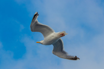 Flying seagull(European herring gull) on blue sky.