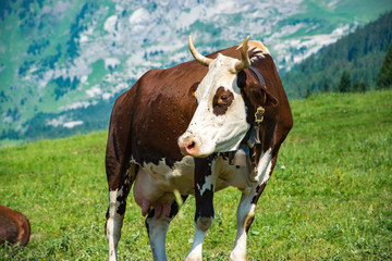 Fototapeta na wymiar Vache dans un pré