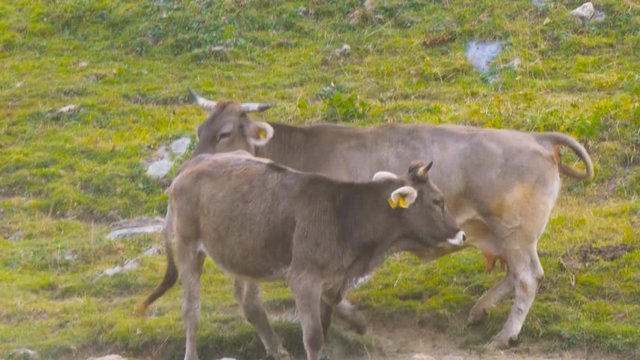 Cattle Male Female Bull Cow Adult Breeding Sex Copulation