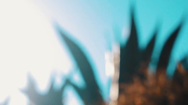 Planta de agave al amanecer. Escena cinematografica de una planta de Maguey