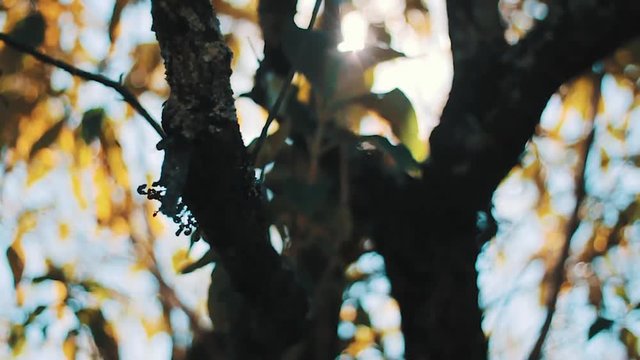 Suave paneo de un arbol en oto&ntilde;o con el sol detras. Paisaje cinematico con lensflares. Escena cinematografica de la naturaleza