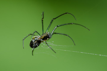 Linda aranha