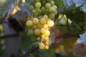 Ripe grapes on vineyards