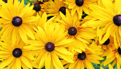 Fresh yellow flowers background