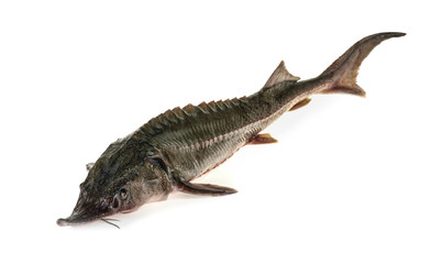 Fresh sturgeon fish isolated on white