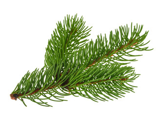 Pine tree isolated on white without shadow