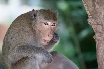 可愛いサル