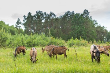 Goats on their pasture