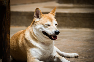 Rusty the Shiba Inu, enjoying a day in the sun!