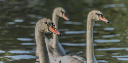 Fototapeta premium Swans near port in Cirkvice village