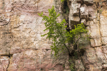 Tree In Cliff / A tree growing in the side of a cliff.