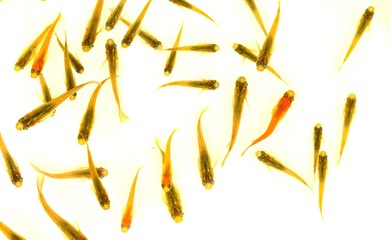 泳ぐ黒メダカと緋メダカ、白背景　