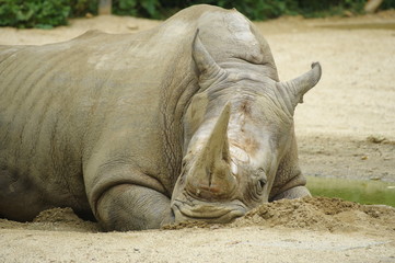 Obraz premium 疲れたシロサイ