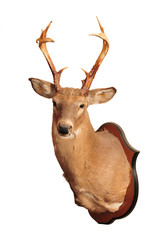 Deer head taxidermy mounted on wall isolated in white background.