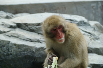 Naklejka premium 振り向くニホンザル